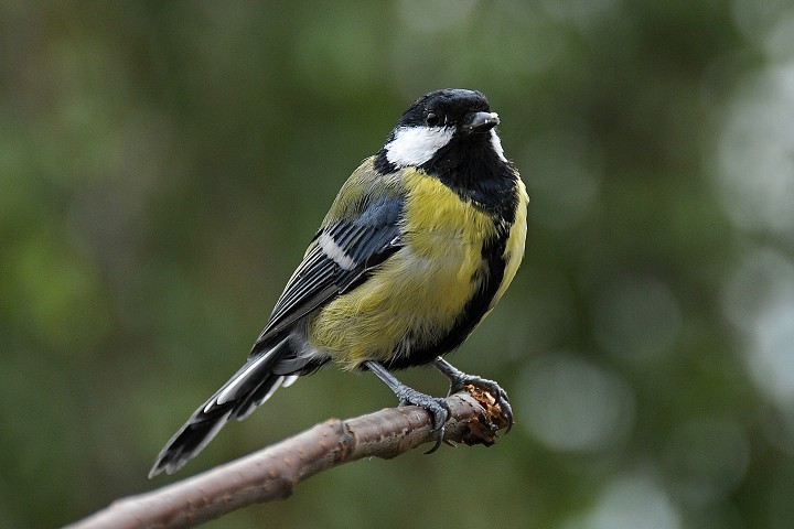 Sýkora koňadra (Parus major)